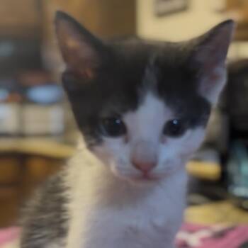 MooMoo -  Domestic Short Hair Cat for Adoption in Midland, Texas - MooMoo | PetCurious