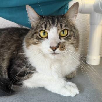 Rescue Domestic Long Hair Cats for Adoption in Latrobe, Pennsylvania - Eloise | PetCurious