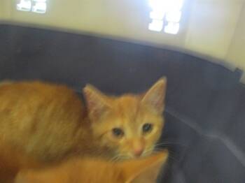 Rescue Domestic Short Hair Cats for Adoption in Ocala, Florida - PUMKIN SPICE | PetCurious