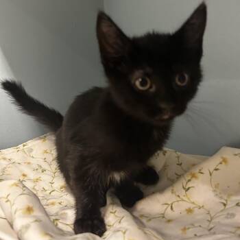 Shimmer -  Domestic Short Hair Cat for Adoption in Chattanooga, Tennessee - Shimmer | PetCurious