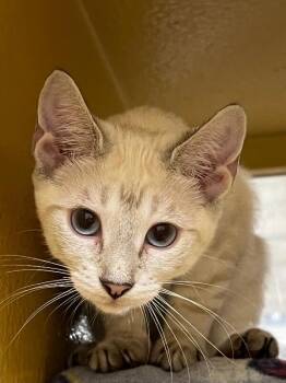 Simba -  Domestic Short Hair Cat for Adoption - Simba | PetCurious