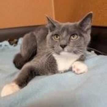 Sea Lion -  Domestic Short Hair Cat for Adoption in Rochester, Minnesota - Sea Lion | PetCurious