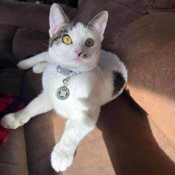 Daisy Rimington -  Domestic Short Hair Cat for Adoption in Eagle Mountain, Utah - Daisy Rimington | PetCurious