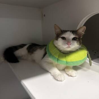 Bellboy -  Domestic Short Hair Cat for Adoption in Dearborn, Michigan - Bellboy | PetCurious