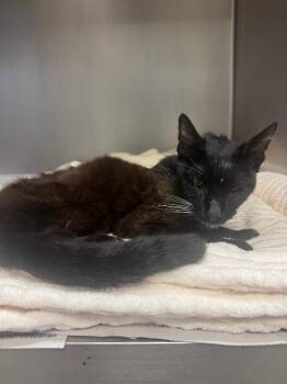 Sam -  Domestic Short Hair Cat for Adoption in Sorrento, Louisiana - Sam | PetCurious