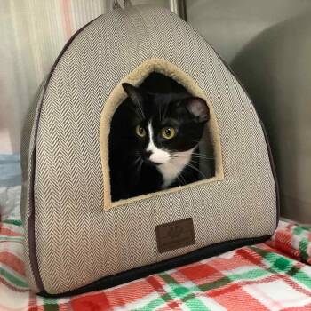 Domestic Medium Hair Cats Available for Adoption - Lady | PetCurious