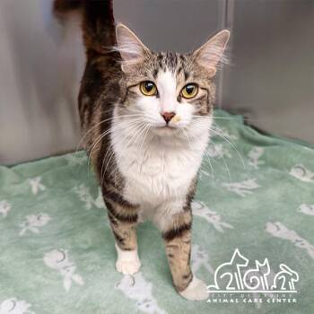 FIFA -  Domestic Short Hair Cat for Adoption in Irvine, California - FIFA | PetCurious