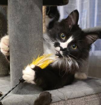 Domestic Long Hair Cats Available for Adoption - Kobuk | PetCurious