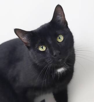 Smurfette - super snuggler, super friendly, super happy - read h -  Bombay Cat for Adoption in Bedford Hills, New York - Smurfette - Super Snuggler, Super Friendly, Super Happy - Read H | PetCurious