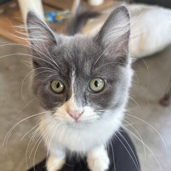 Rumi -  Domestic Medium Hair Cat for Adoption in Evanston, Illinois - Rumi | PetCurious
