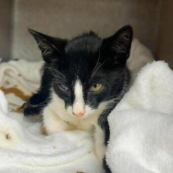Nimbus 26-06-176 -  Domestic Short Hair Cat for Adoption in Bastrop, Texas - Nimbus 26-06-176 | PetCurious