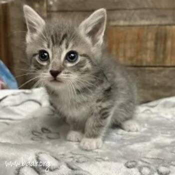 Cheese -  Domestic Short Hair Cat for Adoption in Cheyenne, Wyoming - Cheese | PetCurious