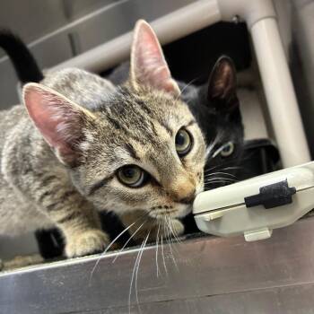 Jebediah -  Domestic Short Hair Cat for Adoption in Carencro, Louisiana - Jebediah | PetCurious
