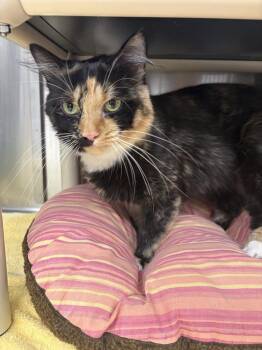 Scootsie -  Domestic Short Hair Cat for Adoption in Bowling Green, Ohio - Scootsie | PetCurious