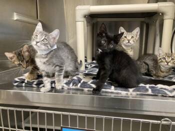 DIRK -  Domestic Short Hair Cat for Adoption in Tustin, California - DIRK | PetCurious