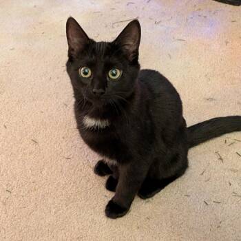 Domestic Short Hair Cats Available for Adoption - Stone Cold Steve Pawstin | PetCurious