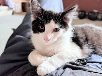Keefe -  Domestic Short Hair Cat for Adoption in Cambridge, Ontario - Keefe | PetCurious