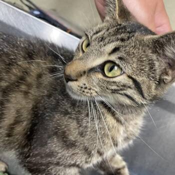 Snow Cone -  Domestic Short Hair Cat for Adoption in Windsor, Virginia - Snow Cone | PetCurious