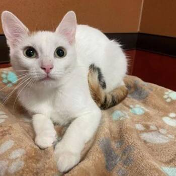 Lady Gaga -  Domestic Short Hair Cat for Adoption in Rochester, Minnesota - Lady Gaga | PetCurious