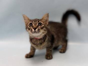 Lunar -  Domestic Medium Hair Cat for Adoption in Minneapolis, Minnesota - Lunar | PetCurious