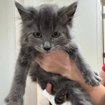 Domestic Short Hair Cats Available for Adoption in Birmingham, Alabama - Dwight | PetCurious