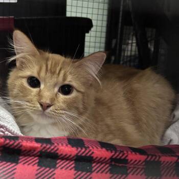 Harmony C11464 -  Domestic Short Hair Cat for Adoption - Harmony C11464 | PetCurious