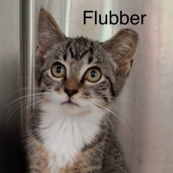 Flubber -  Tabby Cat for Adoption in Wyandotte, Michigan - Flubber | PetCurious