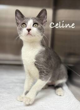 Celine -  Domestic Short Hair Cat for Adoption in Pawleys Island, South Carolina - Celine | PetCurious