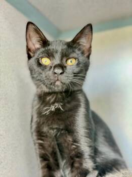 Dallas -  Domestic Short Hair Cat for Adoption in Montgomery, New Jersey - Dallas | PetCurious