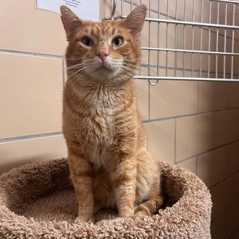 Domestic Short Hair Cats Available for Adoption - Esme | PetCurious