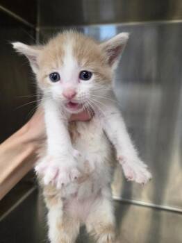 Golden -  Domestic Short Hair Cat for Adoption in Carthage, Missouri - Golden | PetCurious