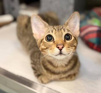 Vitus -  Domestic Short Hair Cat for Adoption in Nashville, Tennessee - Vitus | PetCurious