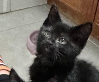 Bye Bye Birdie -  Domestic Short Hair Cat for Adoption in Sherwood, Oregon - Bye Bye Birdie | PetCurious