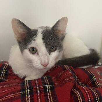 Ophelia -  Domestic Short Hair Cat for Adoption in West Palm Beach, Florida - Ophelia | PetCurious