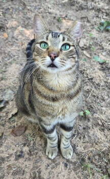 Rescue Tabby and Domestic Short Hair Cats for Adoption in Magnolia Springs, Alabama - Shaka | PetCurious
