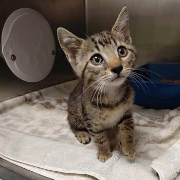 ALEYA -  Domestic Short Hair Cat for Adoption - ALEYA | PetCurious
