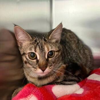 Domestic Short Hair Cats Available for Adoption in Fort Worth, Texas - Naila | PetCurious