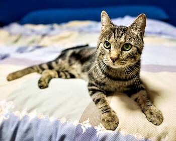 Rescue Domestic Short Hair Cats for Adoption in Pittsburgh, Pennsylvania - Mimby | PetCurious