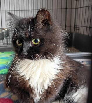 Domestic Long Hair Cats Available for Adoption - Annie | PetCurious