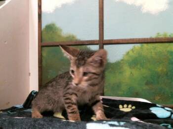 Domestic Short Hair Cats Available for Adoption in Houston, Texas - GARFIELD | PetCurious