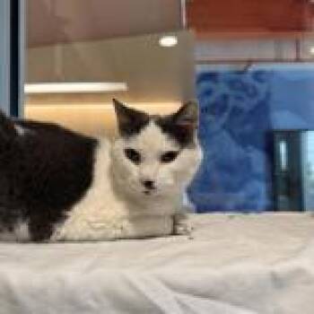 Zebra Cake -  Domestic Short Hair Cat for Adoption in Hilliard, Ohio - Zebra Cake | PetCurious