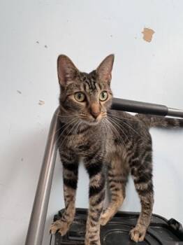 Rescue Domestic Medium Hair and Domestic Short Hair Cats for Adoption in Beatrice, Nebraska - Moses | PetCurious