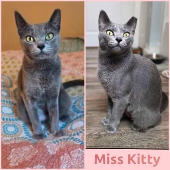 Miss Kitty -  Domestic Short Hair Cat for Adoption in Windy Hills, Kentucky - Miss Kitty | PetCurious