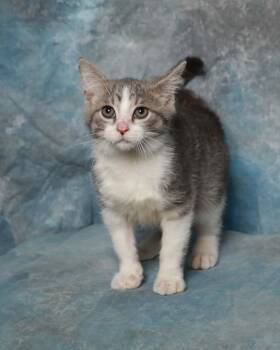 Blaze -  Domestic Short Hair Cat for Adoption in Rock Falls, Illinois - Blaze | PetCurious