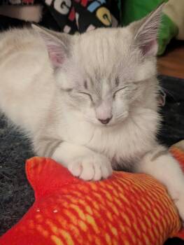 HeiHei -  Domestic Short Hair and Siamese Cat for Adoption in Milton, Georgia - HeiHei | PetCurious