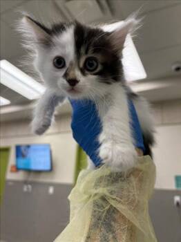 IVY -  Domestic Long Hair Cat for Adoption in Las Vegas, Nevada - IVY | PetCurious