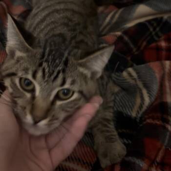 Georgie Cotter -  Domestic Short Hair Cat for Adoption in Eagle Mountain, Utah - Georgie Cotter | PetCurious