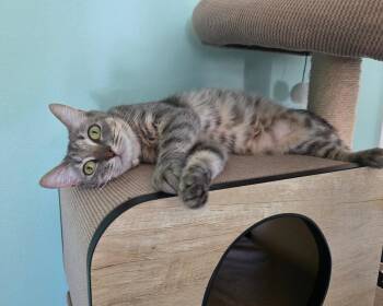 Dorito -  Domestic Short Hair Cat for Adoption in Mission Viejo, California - Dorito | PetCurious
