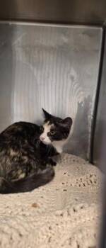 Kenya -  Domestic Medium Hair Cat for Adoption in El Paso, Texas - Kenya | PetCurious