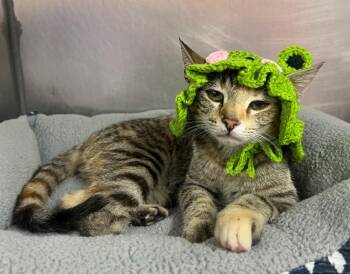 Frog -  Domestic Short Hair Cat for Adoption in Murray, Kentucky - Frog | PetCurious